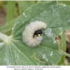 carcharodus alceae larva l4 2